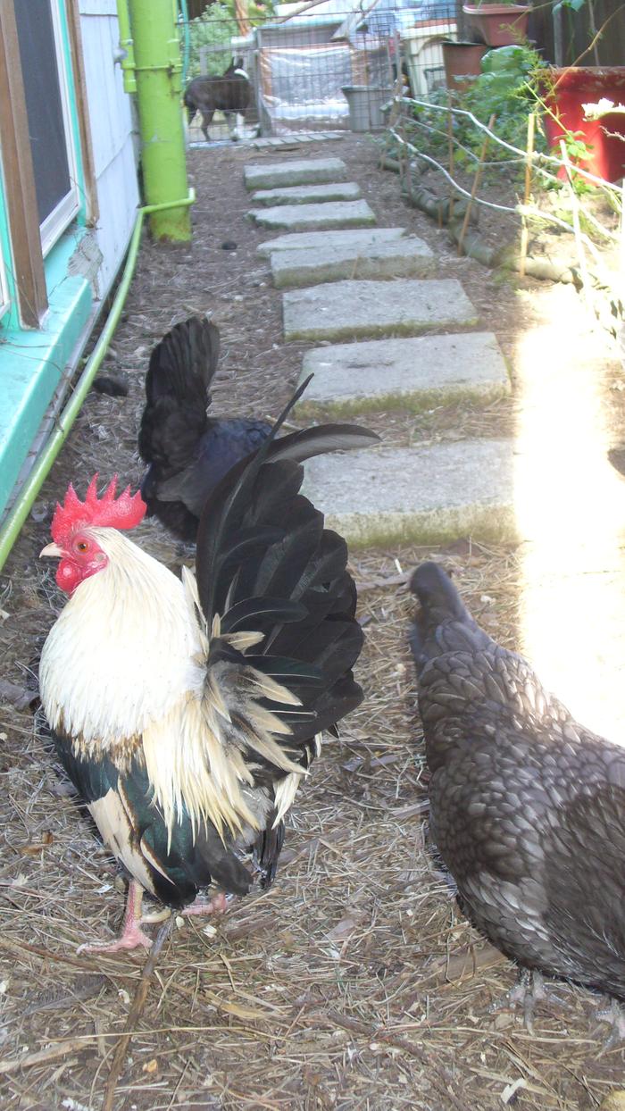 Bruce in the back, where the quail are. I laid those stepping stones. The windows are the apt. I was telling you about.