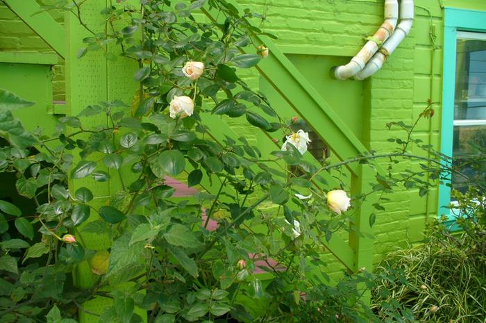 Roses grown from cutting, near the apt.