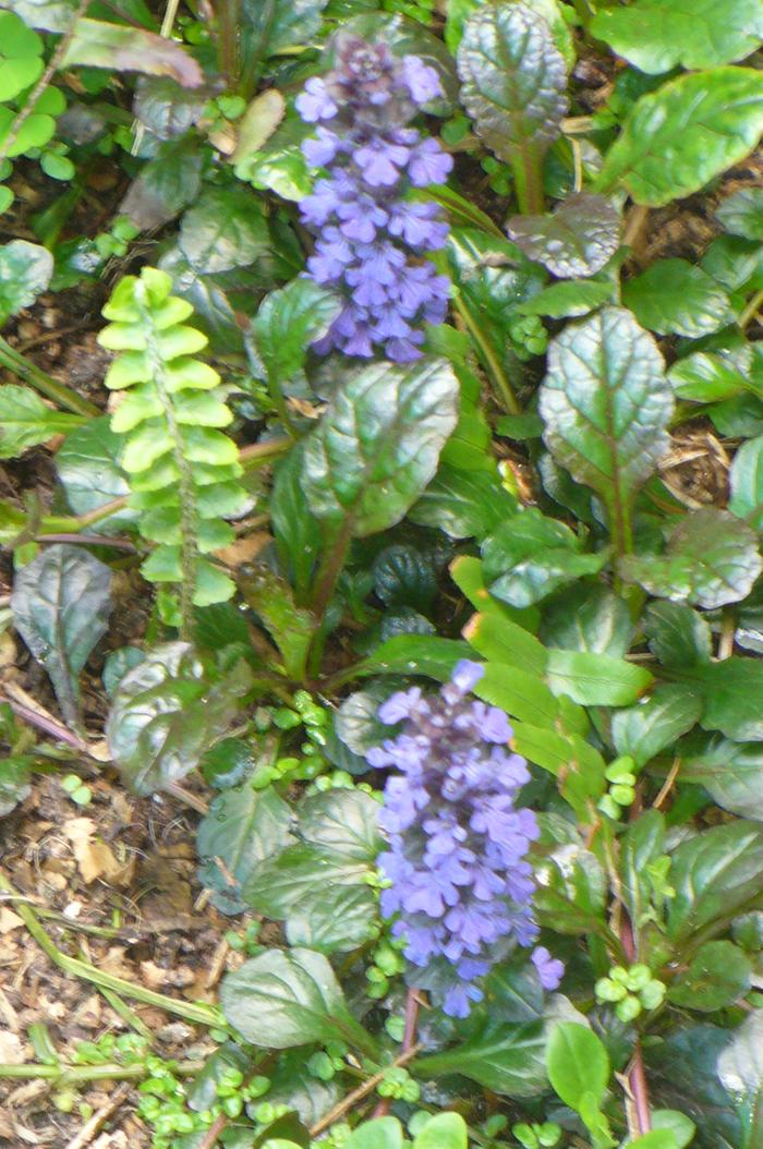 Ajuga, near the apt.