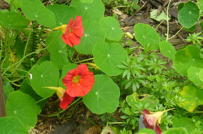 Nasturtium 