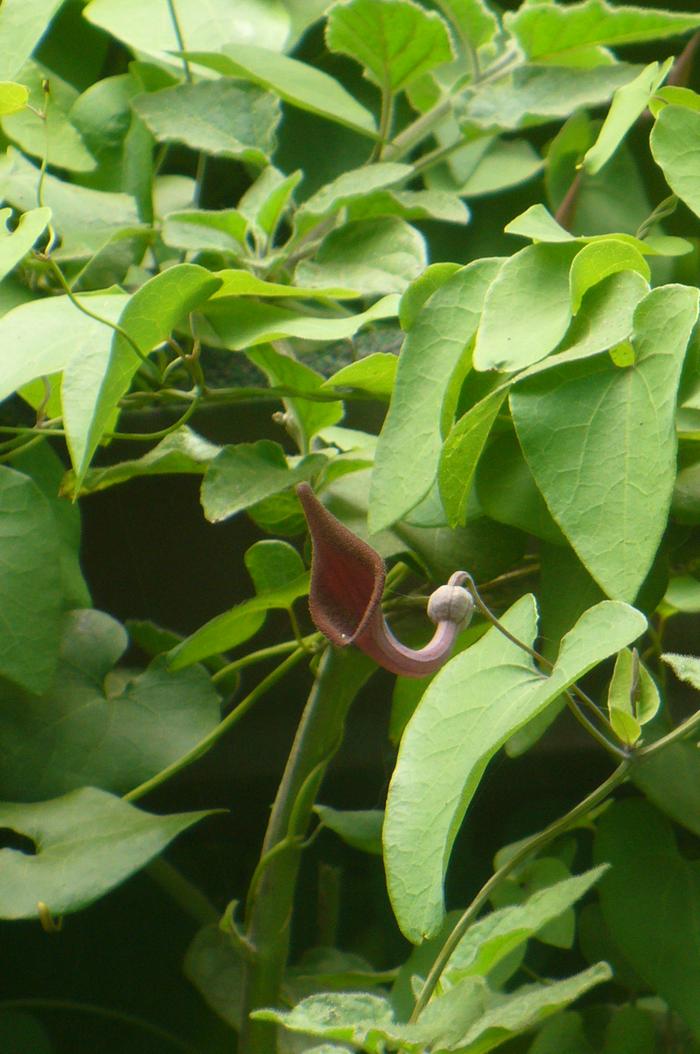 pipevine