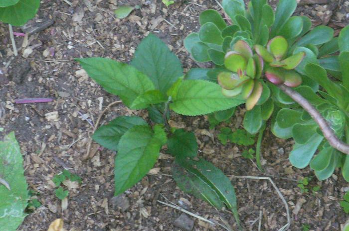 apple tree planted by chickens!