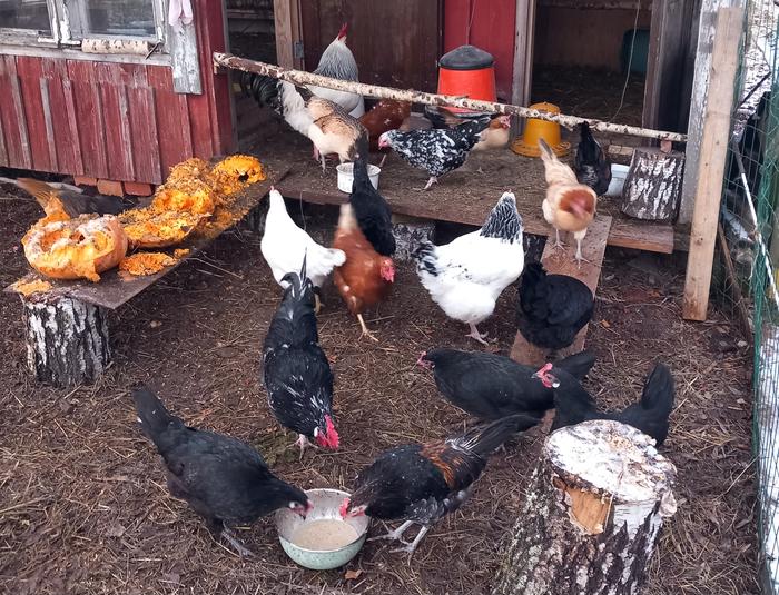 Chickens outside their coop with a variety of food options.