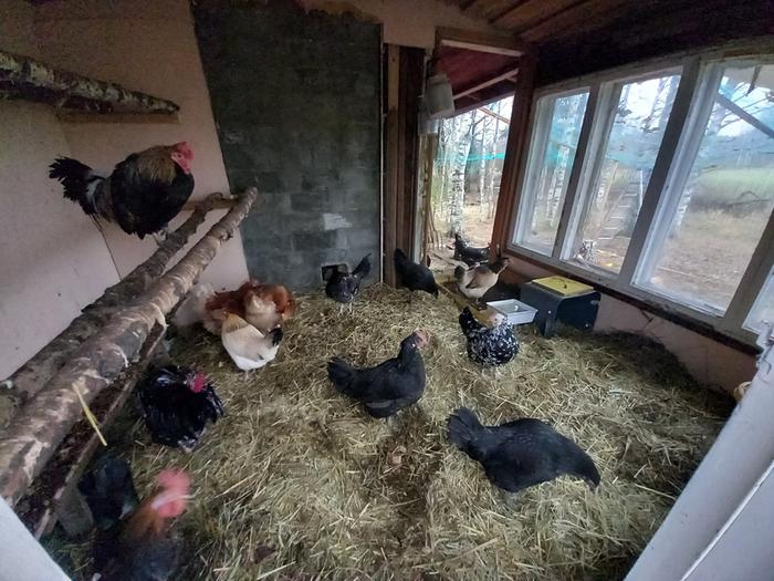 Chickens inside their coop