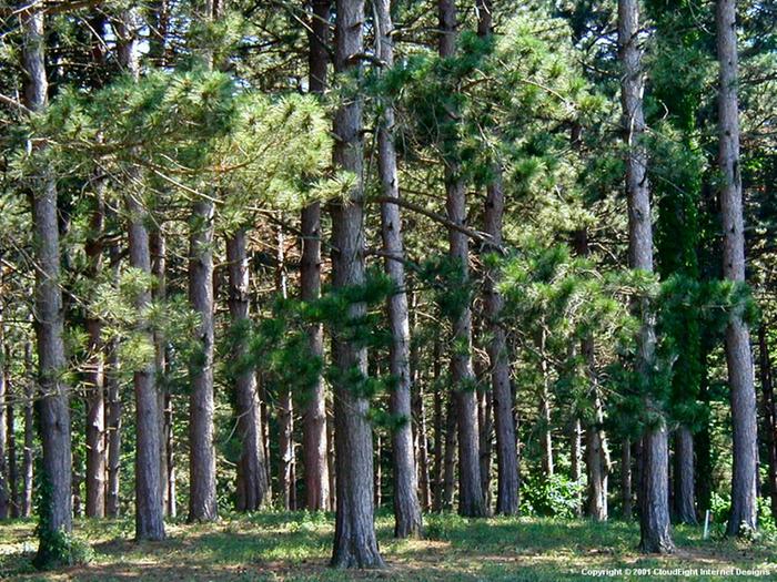 pine forest