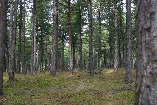 [Thumbnail for Pine_forest_-_geograph.org.uk_-_59007.jpg]