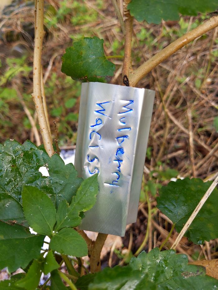 making a plant label from a tin can