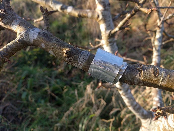 a tree label that grows with the tree