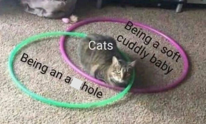 Funny Venn Diagram Cats