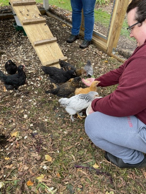 My mixed flock investigating some scratch