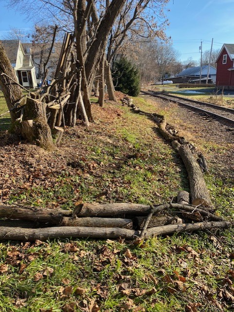 Lots of random logs/branches/twigs