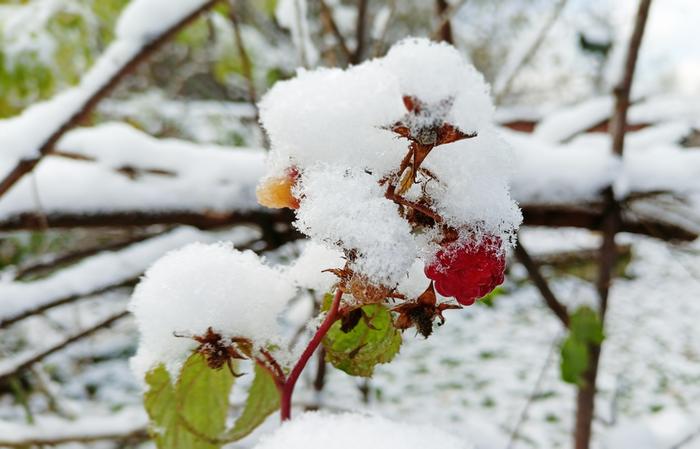 raspberry and first snow