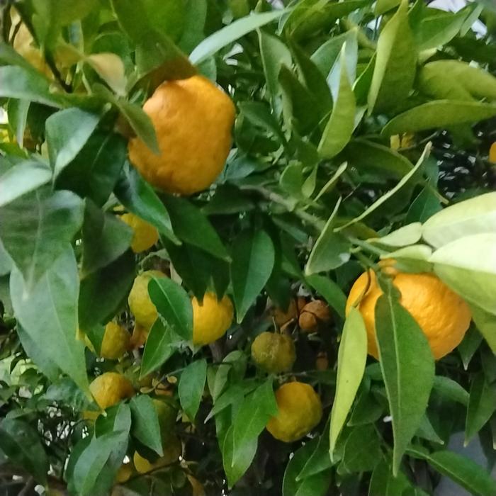 Yuzu grown in bc canada