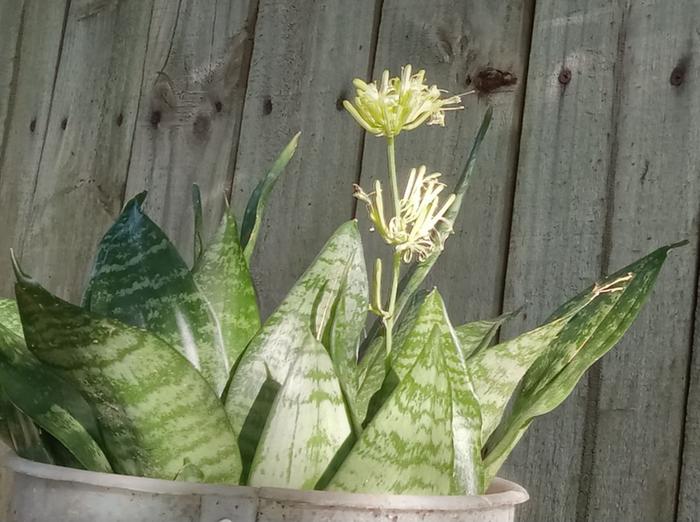 Snake plant in bloom