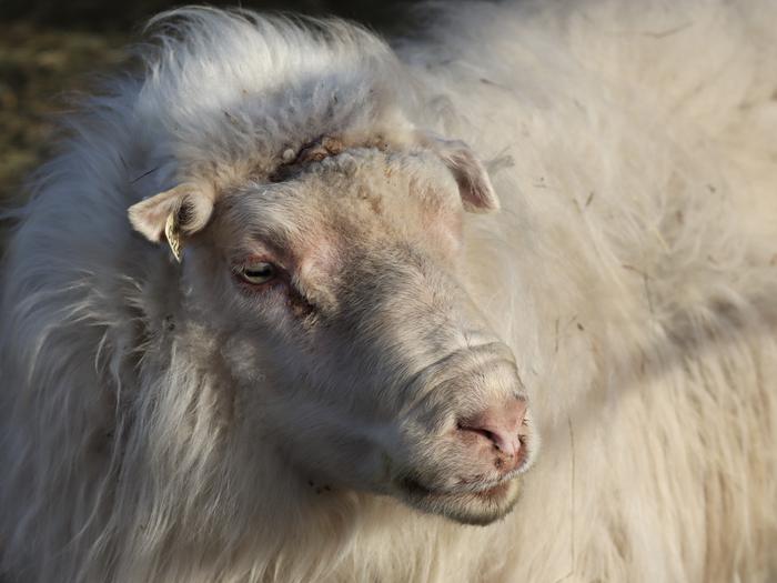 Icelandic sheep buck