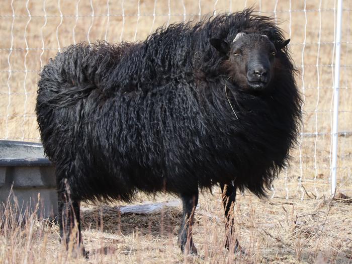 black Icelandic sheep