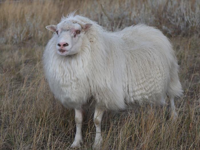 white Icelandic sheep