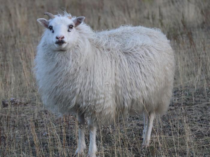 white Icelandic sheep