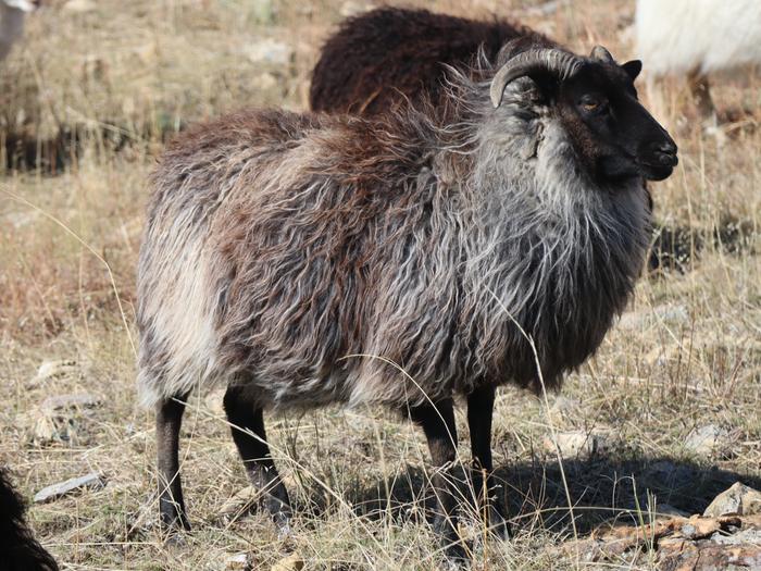 Icelandic sheep