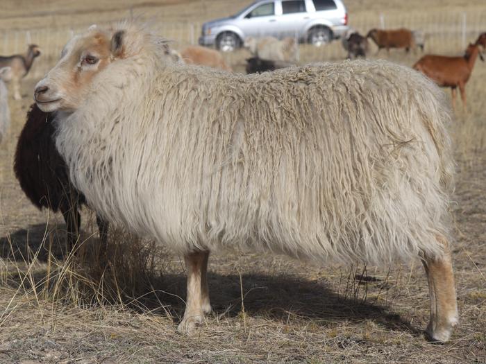 Icelandic sheep