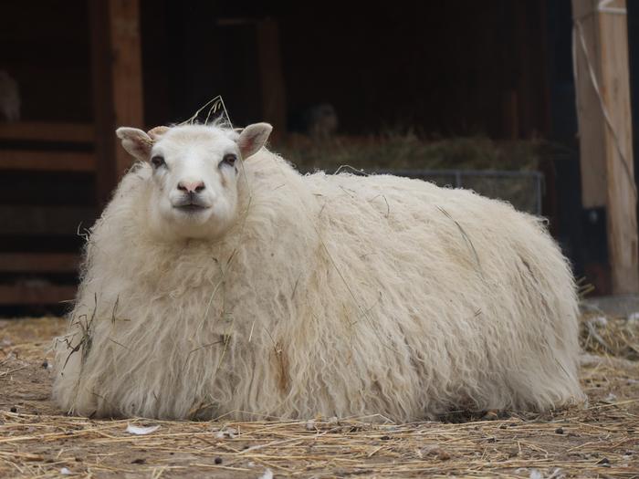 white Icelandic sheep