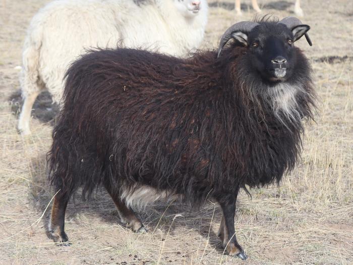 Icelandic sheep