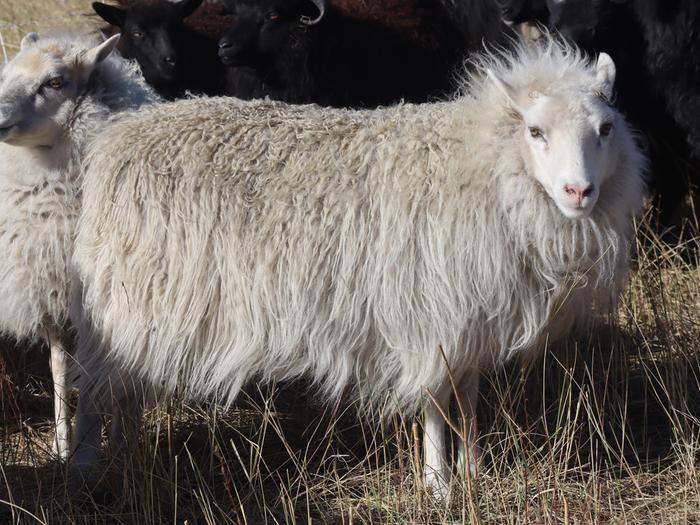 Icelandic sheep