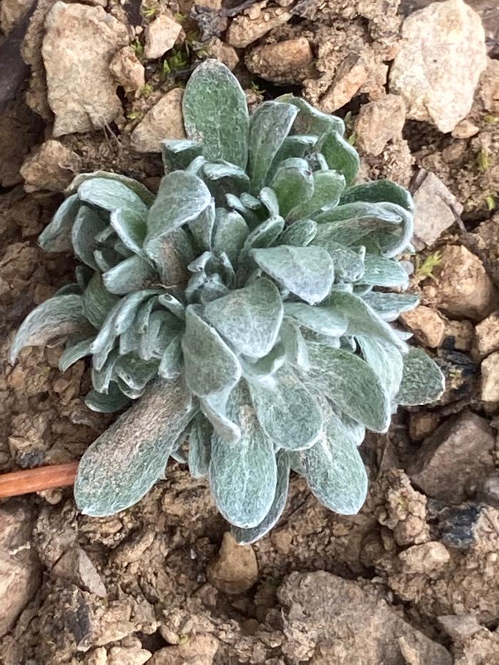 Saw this tiny thing thriving at this time of year in disturbed gravel supple velvet leaves