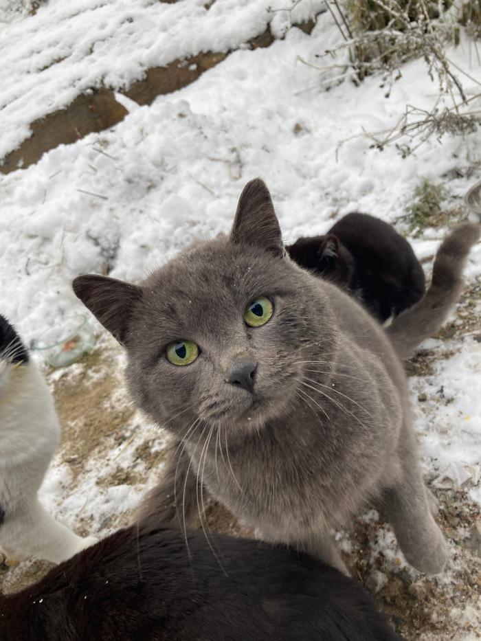 Green eyes
