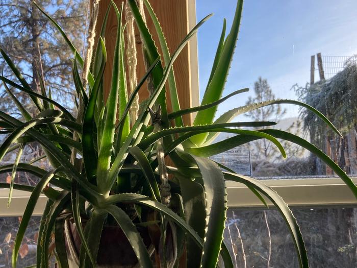Aloe in winter morning sun