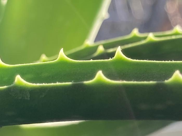 serrations on aloe leaves