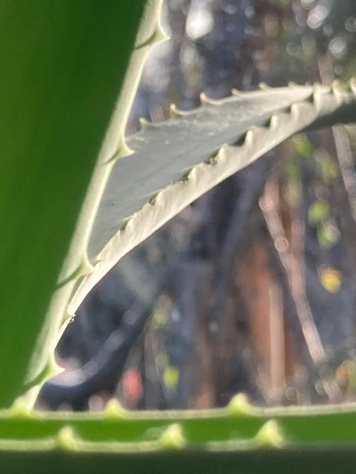 aloe leaves