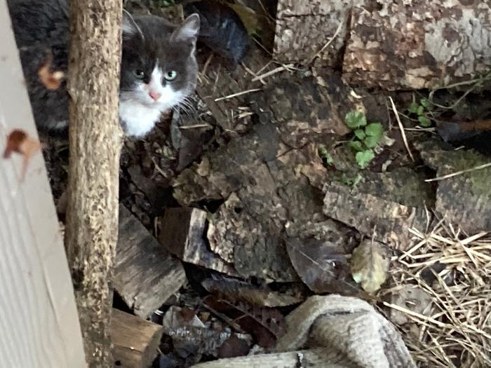 A grey and white cat standing on bark