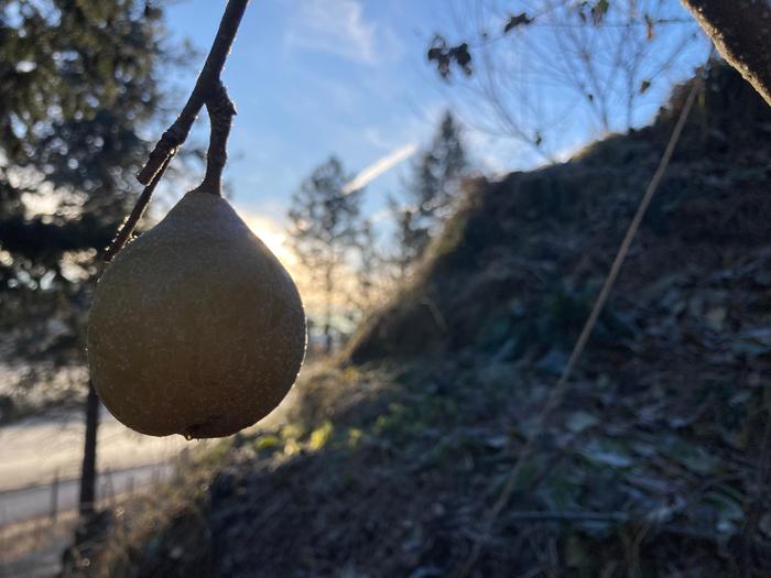 Have a great day to all us PEAR-mies!! 