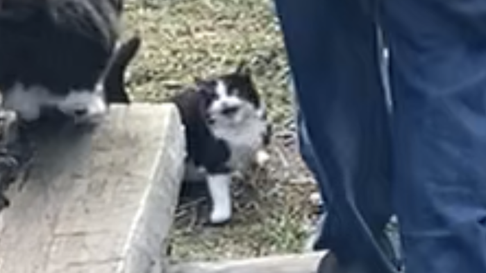 A happy kitty
