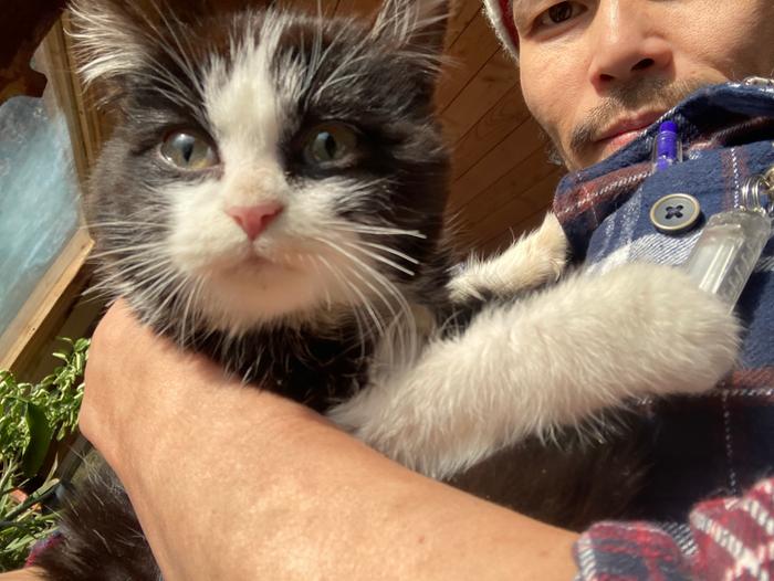 Gato puro 