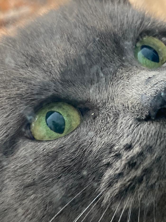 Mr Gandalf Green Eyes