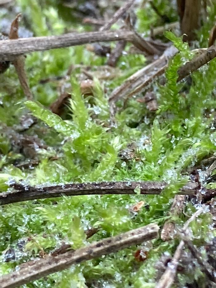 Algo Moss