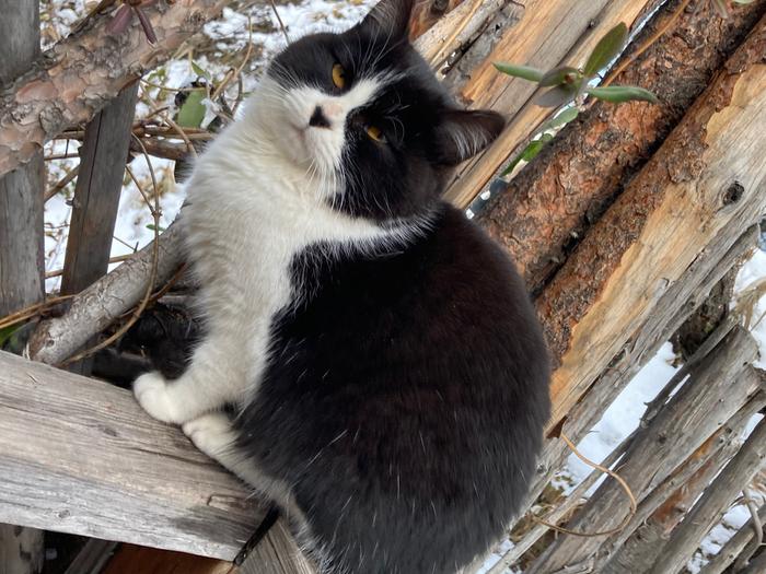 black and white cat on a fence