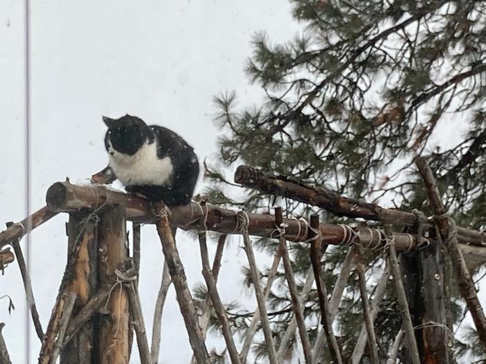 black and white cat on a roundwood railing