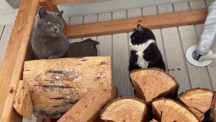 Grey cat and black and white cat on a firewood rack beside a house