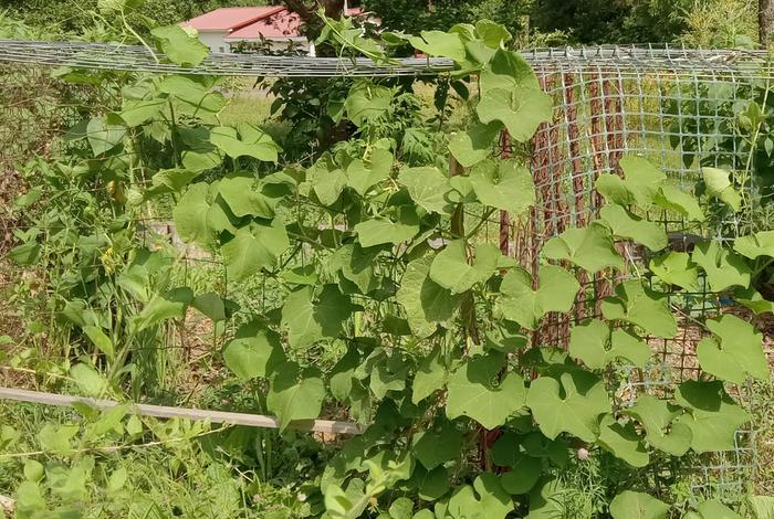 Chayote climbing onto trellis in late June