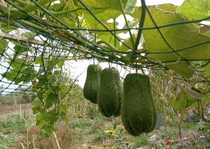 Day before killing frost