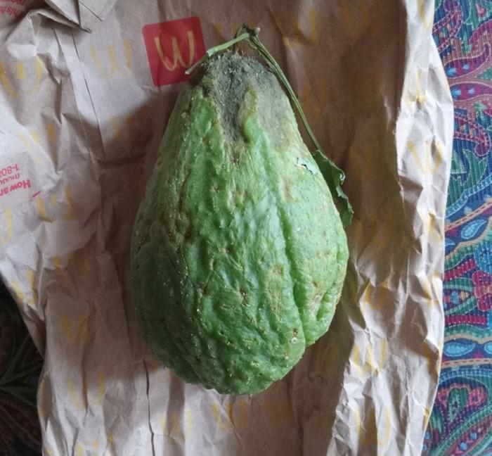 Currently sprouting indoors