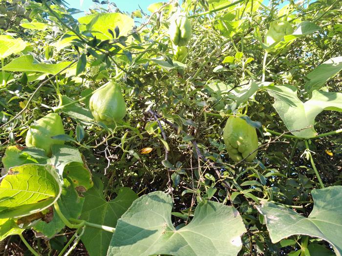 Chayote (choko) vine with several fruits