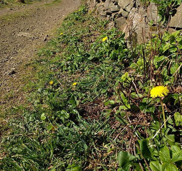 Intelligence of Dandelions