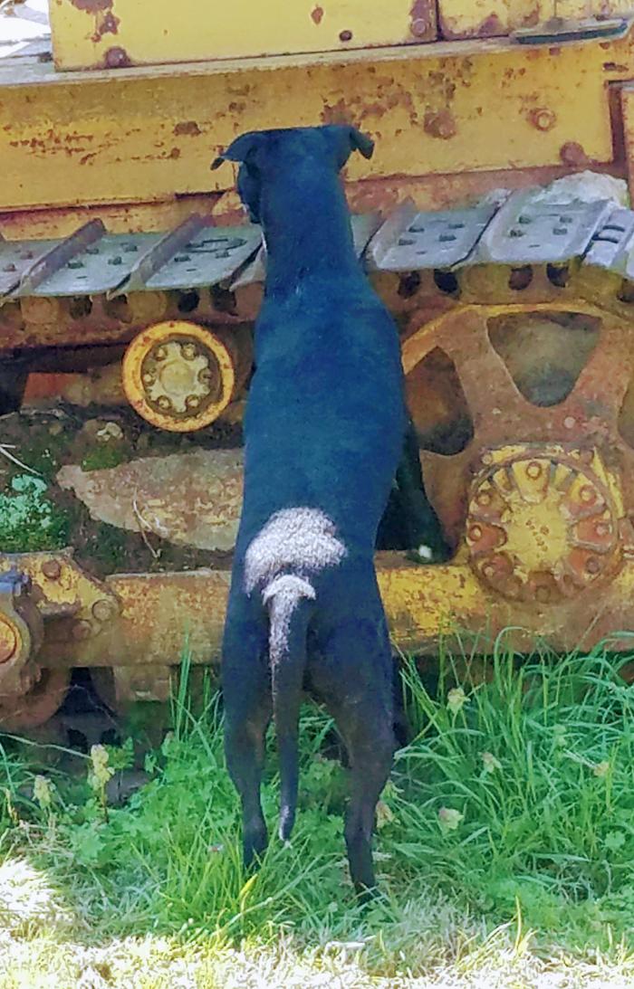 Black dog against a bulldozer