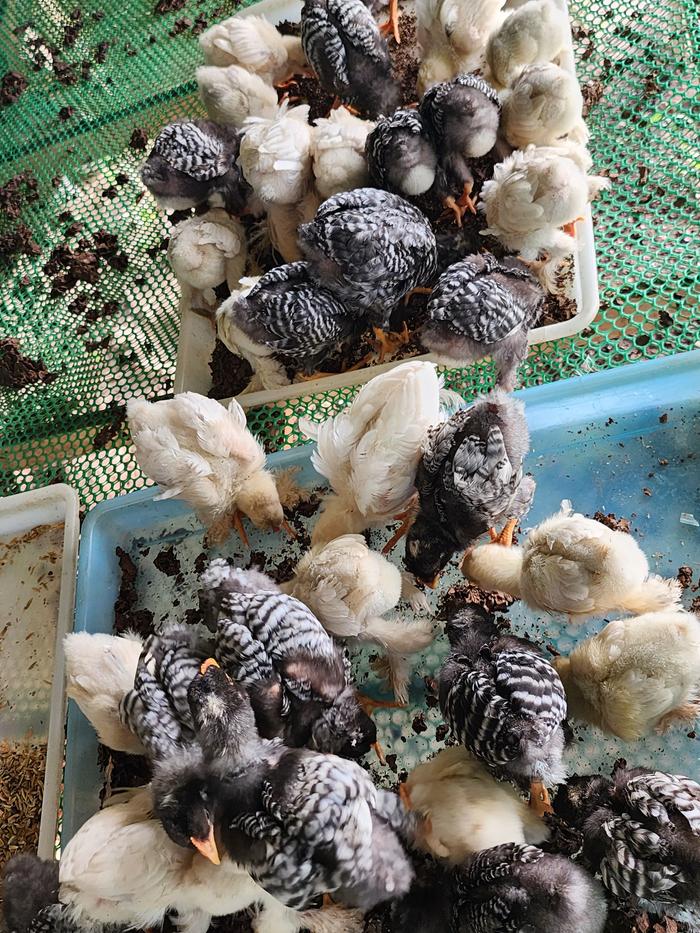 Termites give power and as long there are some on the tray even the smallest chick will not let itself push away from the bigger ones. 