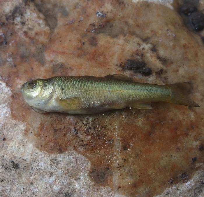 fathead minnow