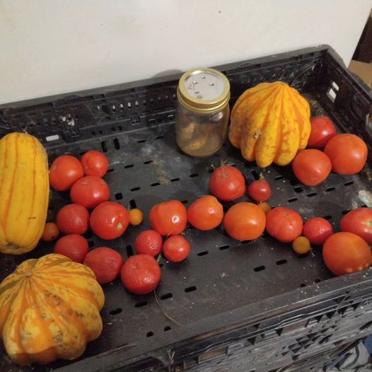Garden tomatoes in December